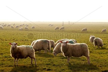 Troupeau de moutons en Hollande Pays-Bas