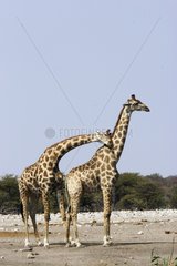 Affection between two Giraffes Etosha