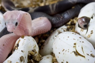 Cobras birth in captivity France