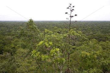 Canopy of the forest Reserve of Calakmul Mexico