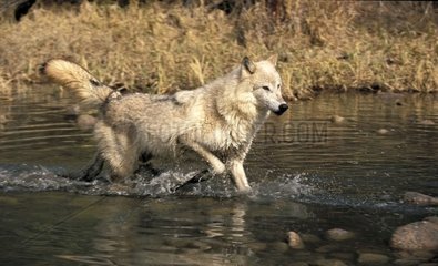 Wolf crossing a river the USA