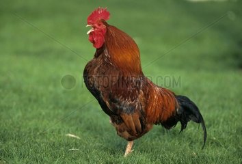 Cock Marans breed singing Picardy France