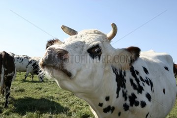 Normanische Kuh Sorgen in der Nähe von Etretat Frankreich