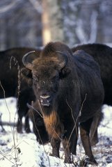 Portrait of female european Bison in clearing