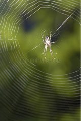 Cross orbweaver on his cobweb in the woods