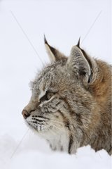 Portrait of Bobcat in Snow Montana USA