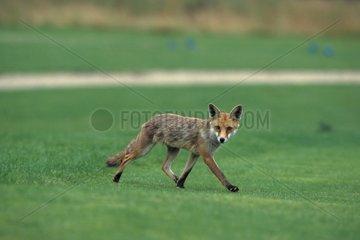 Roter Fuchs überquert einen Golfplatz im Sommer Yvelines