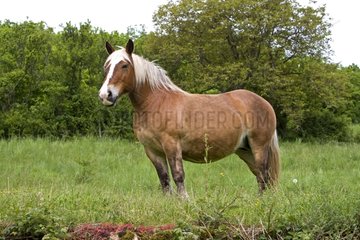 Half-drought Mare in a meadow Bourgogne France