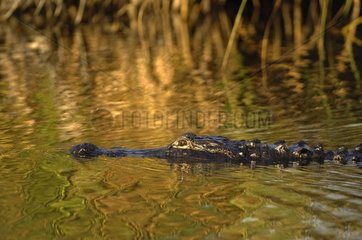 American Alligator swimming Everglades National Park