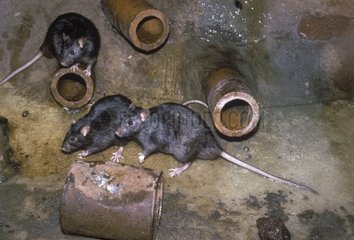 Black rats in sewer France