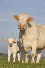 Charolaise Kuh und sein Kalb auf der Wiese Frankreich