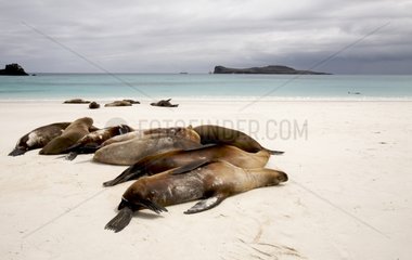 Galapagos sea lions resting on a sandy beach Española