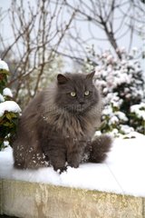 Cat sat in the snow