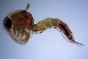 Yellow fever Mosquito larvae in pupa stage