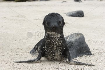California Sea Lion newborn pup Galapagos