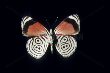 Butterfly Diaethria Peru