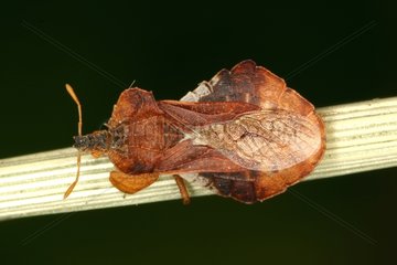 Mocking bug posed on a stem Sieuras Ariege France
