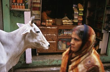 Heilige Kuh und Frau in den StraÃŸen von Benares India