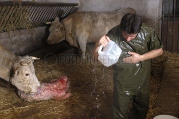 Charolaise léchant son nouveau-né après césarienne