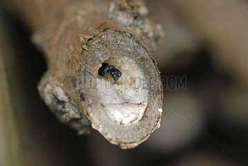 Sweat Bee at the entrance of its nest Park Wesserling
