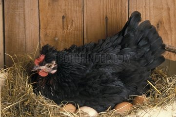 Black hen brooding its eggs on the straw France