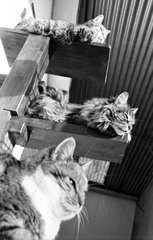 Katzen ruhen Zuflucht von Beauregard Frankreich