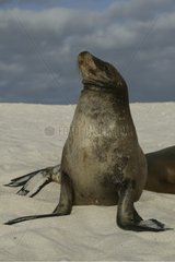 Galapagos Seelöwen auf den Strandinseln Galapagos