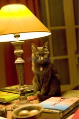 Black cat sitting under a lamp