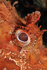 Closeup of a red scorpion fish in the Mediterranean La Ciotat