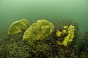 Yellow Boring Sponge on a rocky bottom The island of Oleron
