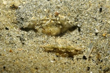 Mating crabs in the sand near the island of Oleron