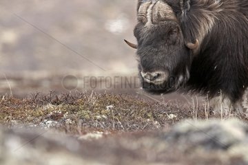 Muskox grazing in the tundra at spring Norway