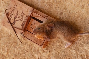Maus  die in einer Maus -Frankreich -Schädigung aufgenommen wurde