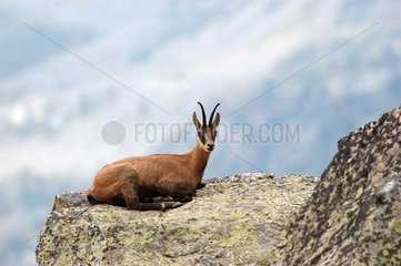 Chamois laid down on a rock ruminating France