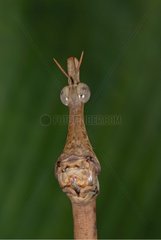 Portrait of a Horse head Grasshopper female French Guiana
