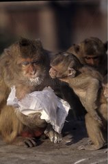 Macaque crabier femelle et jeunes mangeant de la farine