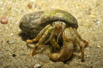 Common Hermit crab moving near the island of Oleron