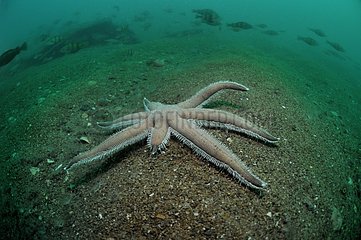 Starfish with seven branches near the island of Oleron France