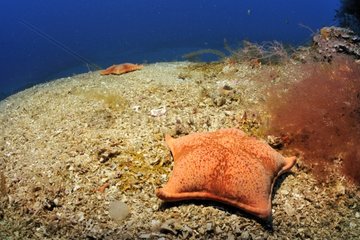 Starfish near Fabregas in the Mediterranean France