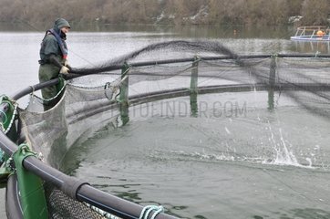 Catching farmed Atlantic salmon broodstocks France