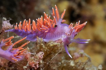 Flabellina and spawning in the Mediterranean near La Ciotat France