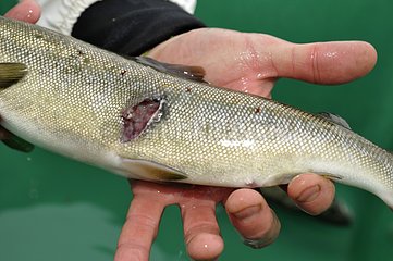 Injury of a parent of Atlantic salmon from a cormorant