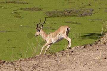 Impala South Luangwa National Park Zambia