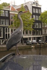 Grey Heron on a car in Amsterdam Netherlands