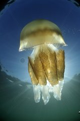 Jellyfish near the island of Oleron France