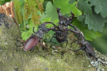 Fighting betwe male Stag beetles France