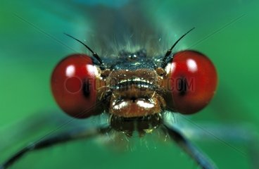 Portrait of Red-eyed Damselfly France