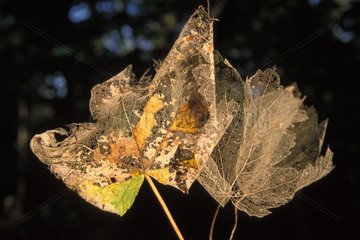 Sckeletton von Blättern im Herbst