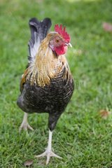 Cock walking in the grass