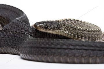 Cape File Snake from Tanzania in studio